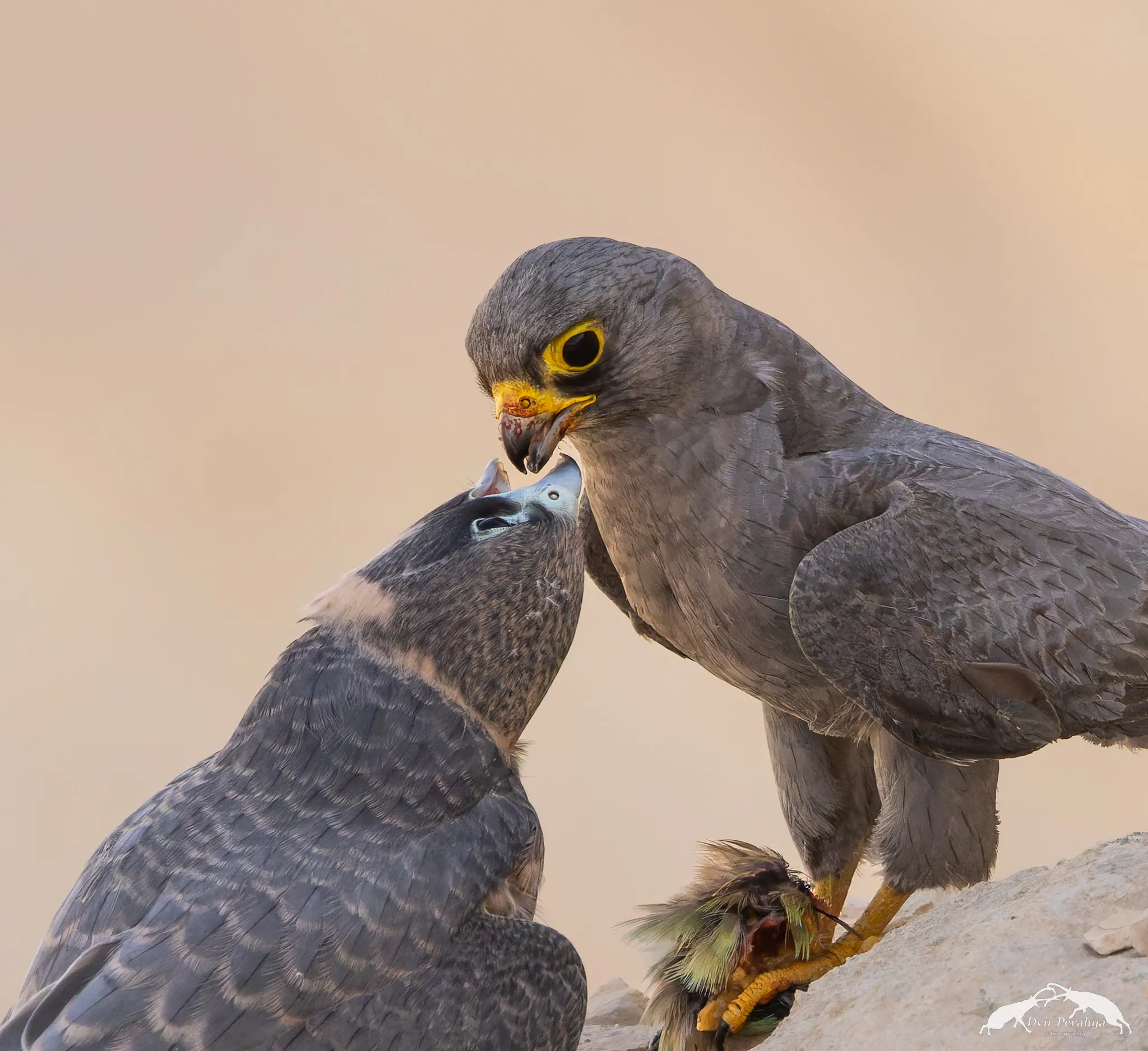 A Nubian Ibex standing on a cliff